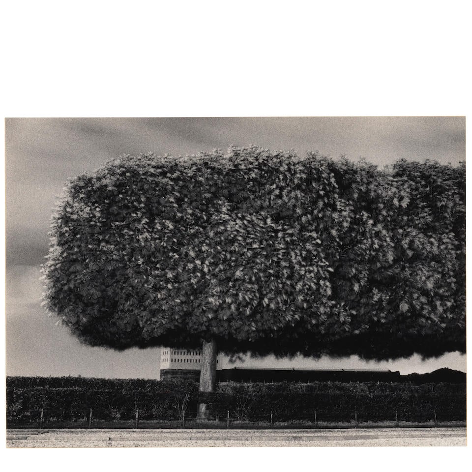 Michael Kenna (born 1953); 'Windy Tree - Paris - France' (Tuileries); (1 of 2)