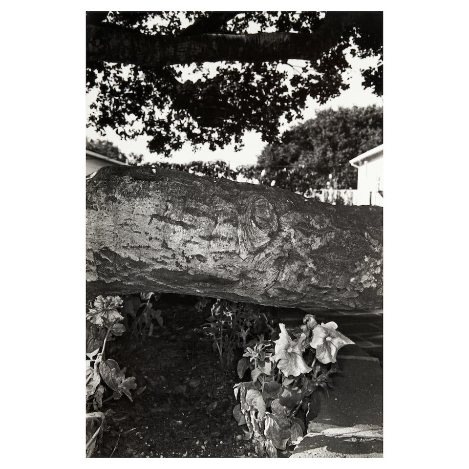 Lee Friedlander (born 1934); Petunias, Salinas, California, from the portfolio Photographs of Fl...: Lee Friedlander (born 1934) Petunias, Salinas, California, from the portfolio Photographs of Flowers, 1972 Gelatin silver print; numbered and signed '50/70...Lee Friedlander' in pencil along the lower