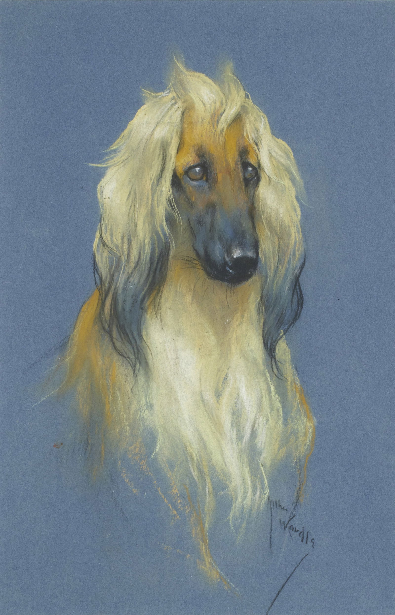 Arthur Wardle RI (British, 1864-1949) The portrait of an Afghan Hound: Arthur Wardle RI (British, 1864-1949) The portrait of an Afghan Hound signed 'Arthur/Wardle' (lower right) pastel 40 x 26cm (15 3/4 x 10 1/4in). Footnotes: Provenance The artist's