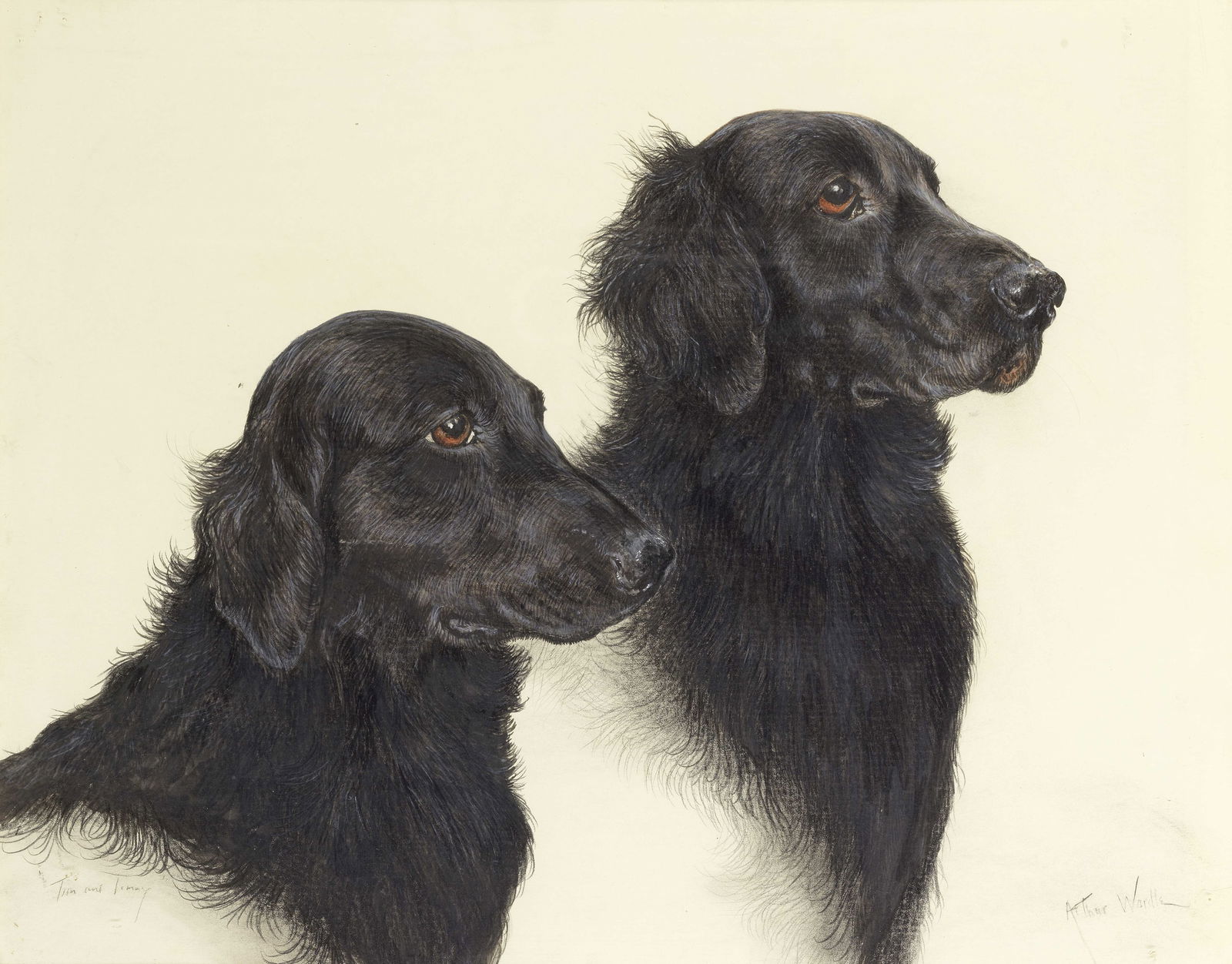 Arthur Wardle RI (British, 1864-1949) 'Tim' and 'Linny' - a pair of Flat Coat Retrievers: Arthur Wardle RI (British, 1864-1949) 'Tim' and 'Linny' - a pair of Flat Coat Retrievers signed 'Arthur Wardle' (lower right) and inscribed 'Tim and Linny' (lower left) watercolour and gouache 42 x 52