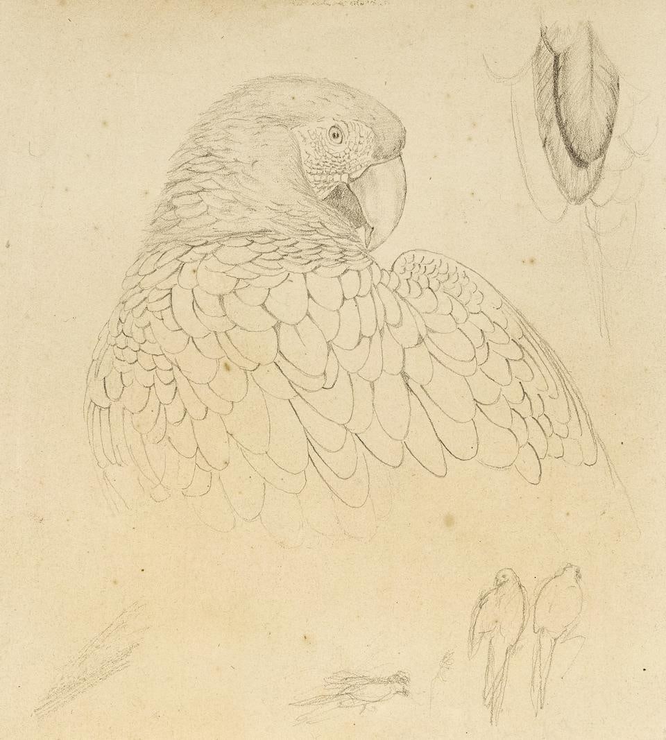 Edward Lear (British, 1812-1888) Study of a red and yellow macaw, Macrocercus Aracanga unframed: Edward Lear (British, 1812-1888) Study of a red and yellow macaw, Macrocercus Aracanga pencil 12.3 x 11cm (4 13/16 x 4 5/16in). unframed Footnotes: Provenance Anon. sale, Sotheby's, London, 15 July 19