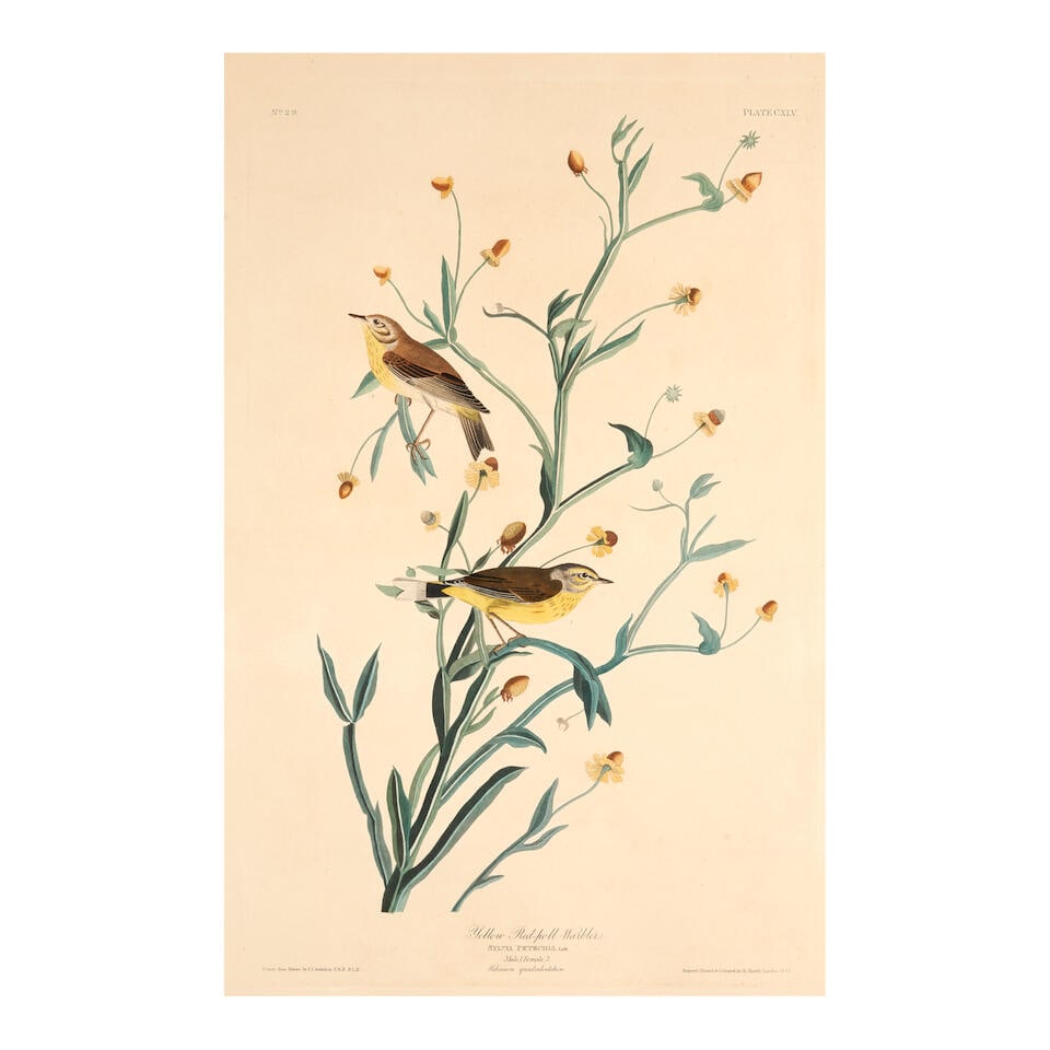 After John James  Audubon (1785-1851); Yellow Redpoll Warbler (Plate CXLV), from Birds of America; (1 of 2)