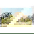 David Shepherd C.B.E. (British, 1931-2017) Two Elephants