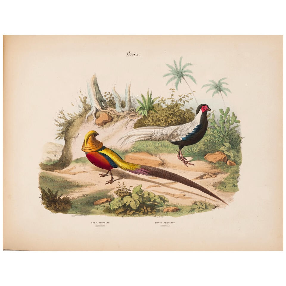 RARE 19th-CENTURY ORNITHOLOGICAL ALBUM.  [BECKER, WILHELM].  Album of the Finest Birds of all Co... (1 of 4)