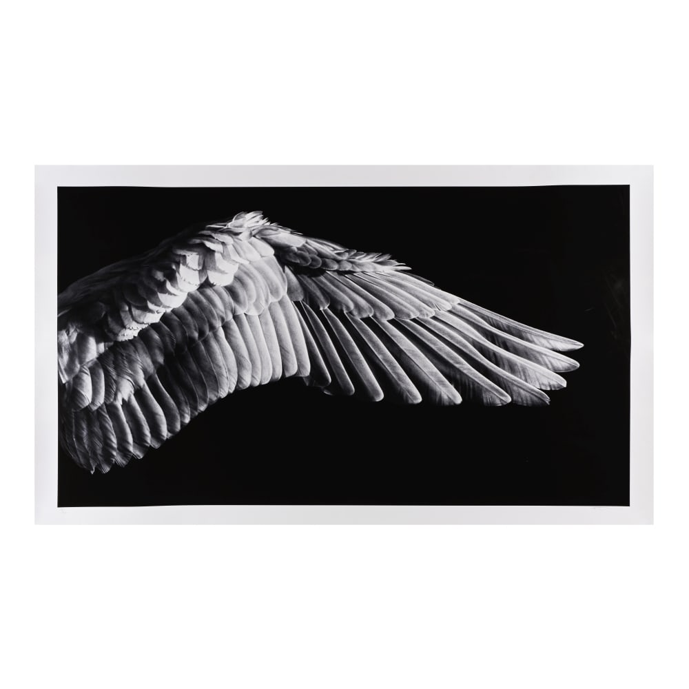 ROBERT LONGO (NE EN 1953) Untitled (Angel's Wing), 2016 Impression pigmentaireSignée, dat&...: ROBERT LONGO (NE EN 1953) Untitled (Angel's Wing), 2016 Impression pigmentaire Signée, datée et numérotée 13/20 81 x 132 cm Archival pigment print, signed, dated and numbered 13/20