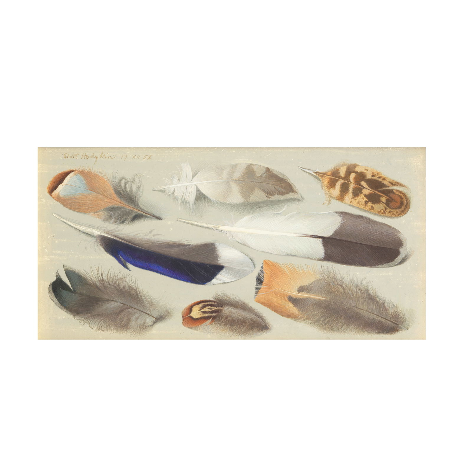Eliot Hodgkin (British, 1905-1987) Eight Feather II: Eliot Hodgkin (British, 1905-1987) Eight Feather II signed and dated 'Eliot Hodgkin 17 XII 58.' (upper left) tempera on board 11.5 x 22.3cm (4 1/2 x 8 3/4in). Footnotes: Provenance
