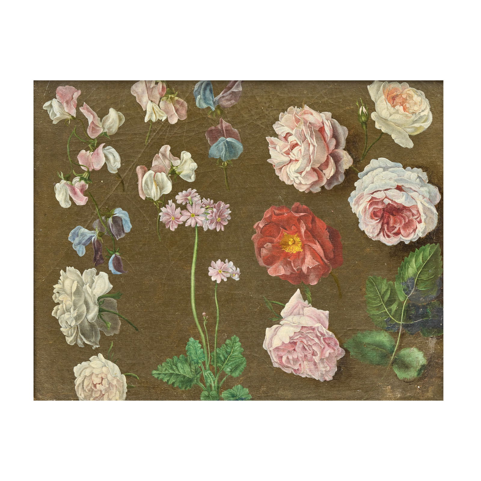 Dutch School, 18th Century A study of roses, primula and sweat peas: Dutch School, 18th Century A study of roses, primula and sweat peas oil on canvas 32.7 x 40.5cm (12 7/8 x 15 15/16in). Footnotes: Provenance With Robert Frank (Charlotte Frank), 4 St