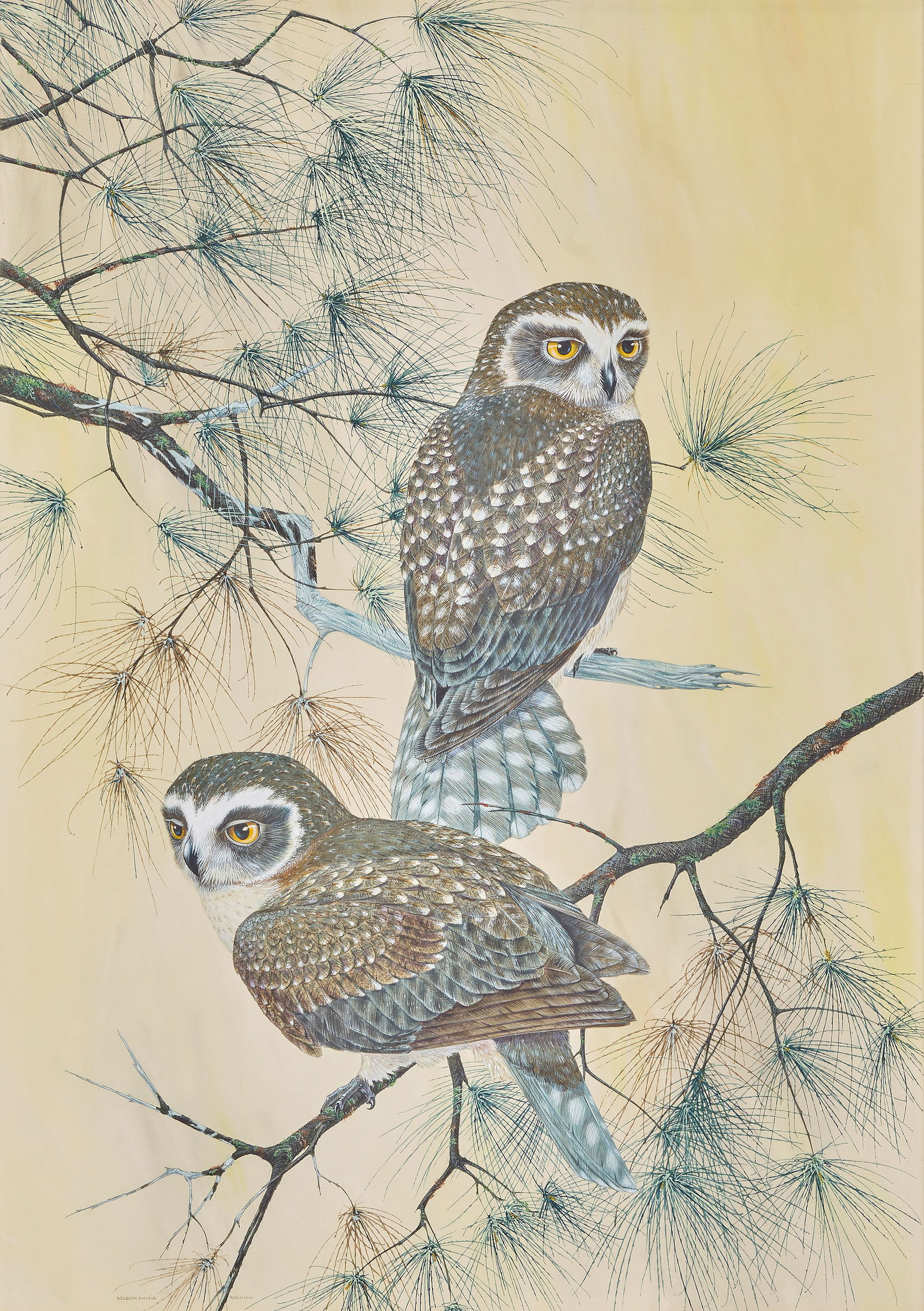 Robin Hill (born Australia 1932) Boobook Owls: Robin Hill (born Australia 1932) Boobook Owls signed, titled and dated 'BOOBOOK OWLS'63/ROBIN HILL' (lower left) watercolour and gouache 73 x 52cm (28 3/4 x 20 1/2in).