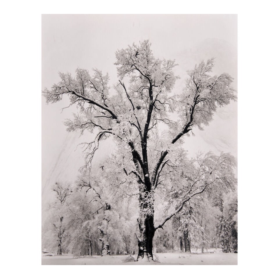 Ansel Adams (1902-1984); Oaktree, Snowstorm, Yosemite National Park, California; (1 of 2)