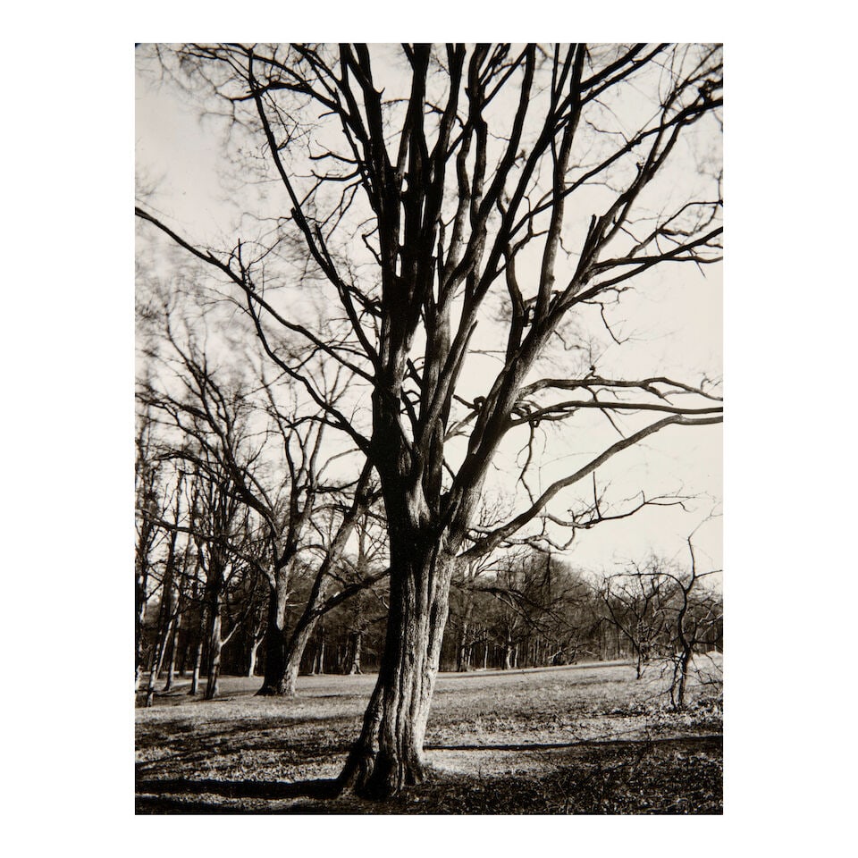 Eugène Atget (1857-1927); Environs of Paris;: Eugène Atget (1857-1927) Environs of Paris, 1920s Gelatin silver print, printed 1956 by Berenice Abbott; numbered '19' in ink on the verso; mounted. 8 3/4 x 6 5/8 in. (22.2 x 16.8 cm) mount 13 x