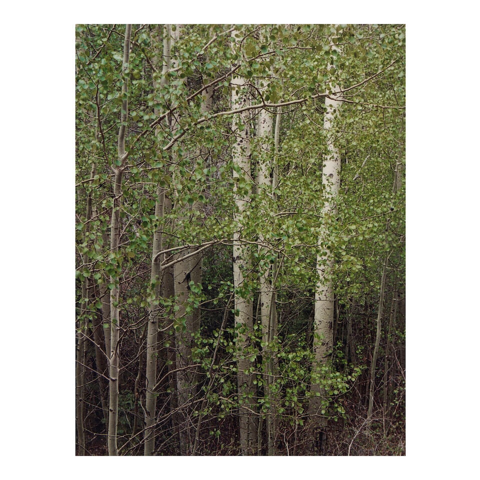 Eliot Porter (1901-1990); Aspens in Spring, New Mexico;: Eliot Porter (1901-1990) Aspens in Spring, New Mexico, 1957 Dye transfer print, printed no later than 1966; the photographer's credit stamp, with title and negative number '57-151' in ink on the rever