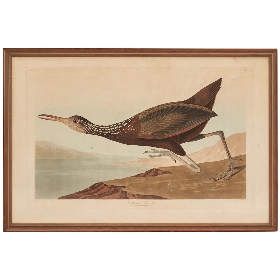 After John James Audubon (1785-1851) Scolopaceus Courlan (Plate CCCLXXVII), from Birds of Ameri...: After John James Audubon (1785-1851) Scolopaceus Courlan (Plate CCCLXXVII), from Birds of America (R. Havell, London), 1837 hand-colored engraving on watermarked paper, in later glazed frame plate 20