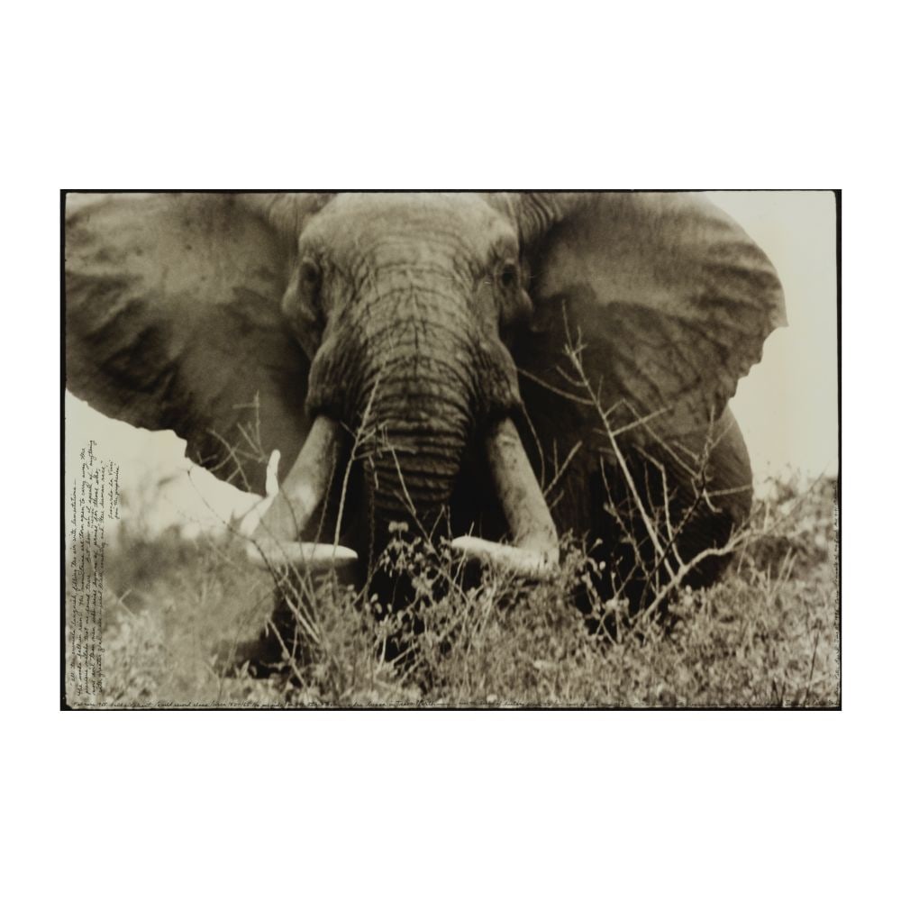 PETER BEARD (1938-2020) Large Tusker 1965: PETER BEARD (1938-2020) Large Tusker 1965 signé, daté et inscrit February 1965, Bull elephant (world record class, (circa 150-165 lbs per side) on the Athi Tiva - a dry lugga in Tsavo North,