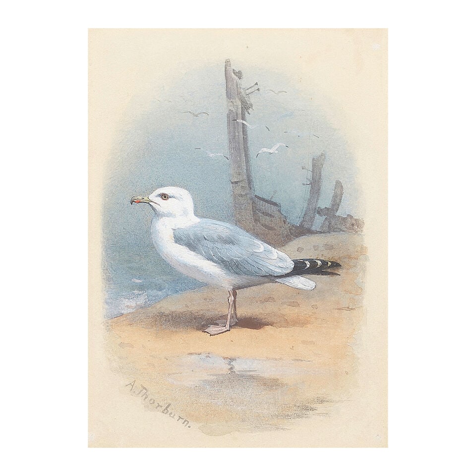 Archibald Thorburn (British, 1860-1935) Herring gull: Archibald Thorburn (British, 1860-1935) Herring gull signed 'A.Thorburn.' (lower left) watercolour over traces of pencil, heightened with white 15 x 11cm (5 7/8 x 4 5/16in). Footnotes: Literature T.