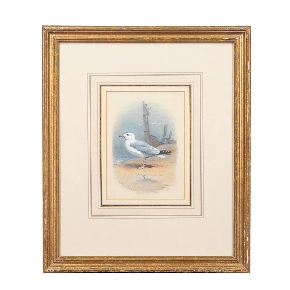 Archibald Thorburn (British, 1860-1935) Herring gull - 2