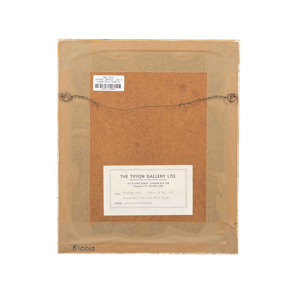 Archibald Thorburn (British, 1860-1935) Herring gull - 3