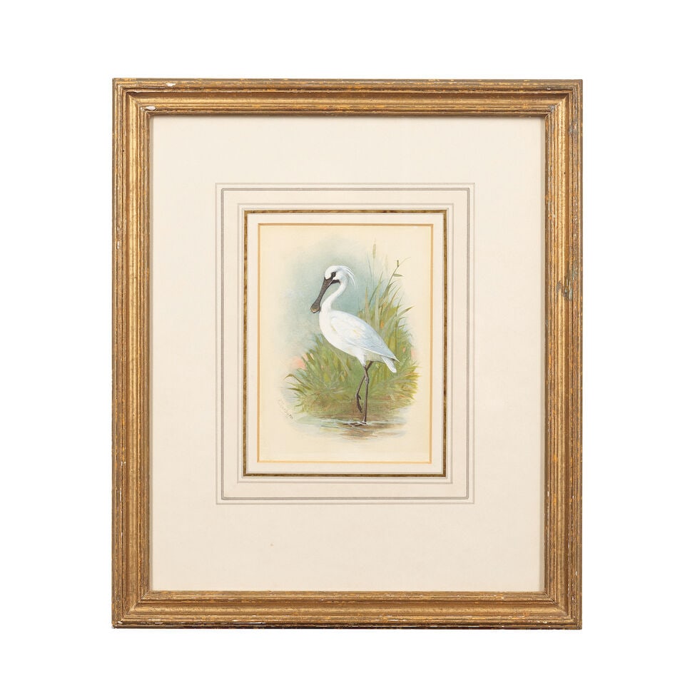 Archibald Thorburn (British, 1860-1935) Spoonbill - 2