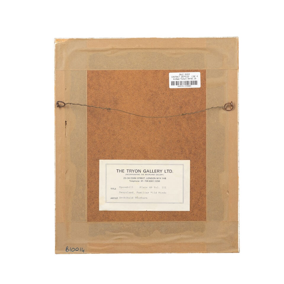 Archibald Thorburn (British, 1860-1935) Spoonbill - 3