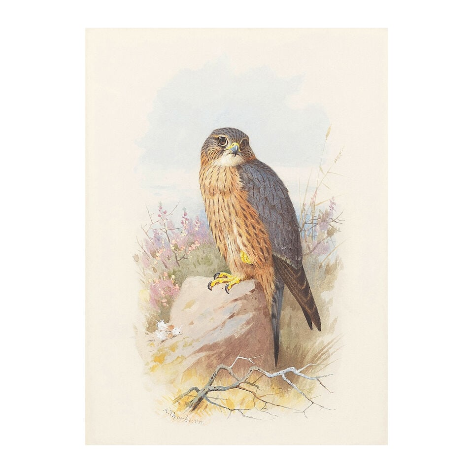 Archibald Thorburn (British, 1860-1935) Merlin: Archibald Thorburn (British, 1860-1935) Merlin signed 'AThorburn' (lower left) watercolour heightened with white 22.5 x 17cm (8 7/8 x 6 11/16in). Footnotes: Provenance With Tyron Gallery, London,