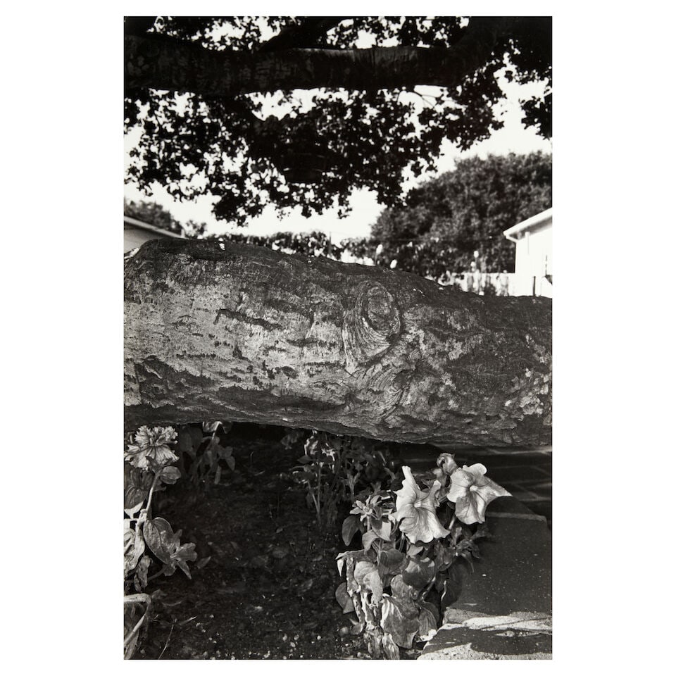 Lee Friedlander (born 1934); Petunias, Salinas, California, from the portfolio Photographs of Fl... (1 of 1)