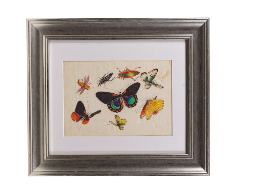 CHINESE ARTIST (19TH CENTURY) Studies of Butterflies and Insects (12) - 11