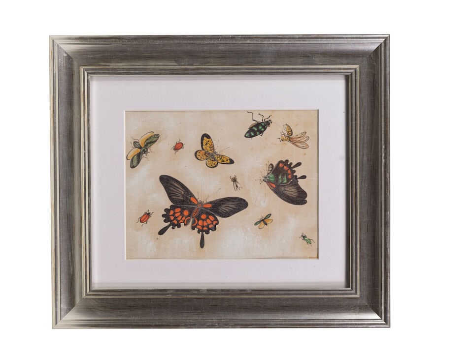 CHINESE ARTIST (19TH CENTURY) Studies of Butterflies and Insects (12) - 12