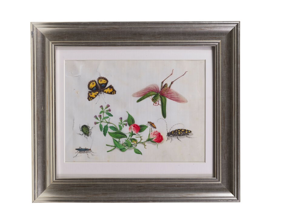 CHINESE ARTIST (19TH CENTURY) Studies of Butterflies and Insects (12) - 3