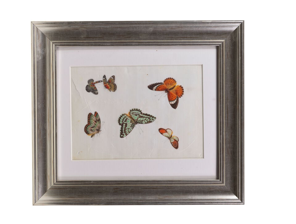 CHINESE ARTIST (19TH CENTURY) Studies of Butterflies and Insects (12) - 4