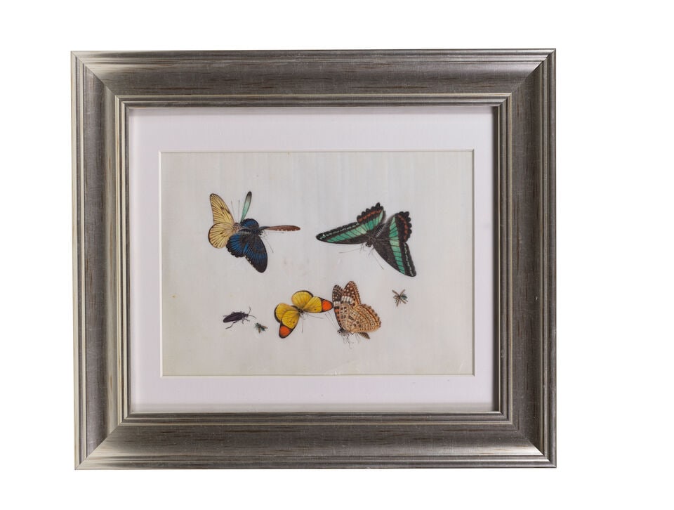 CHINESE ARTIST (19TH CENTURY) Studies of Butterflies and Insects (12) - 5
