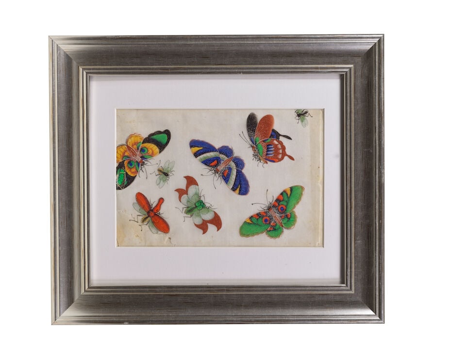 CHINESE ARTIST (19TH CENTURY) Studies of Butterflies and Insects (12) - 8