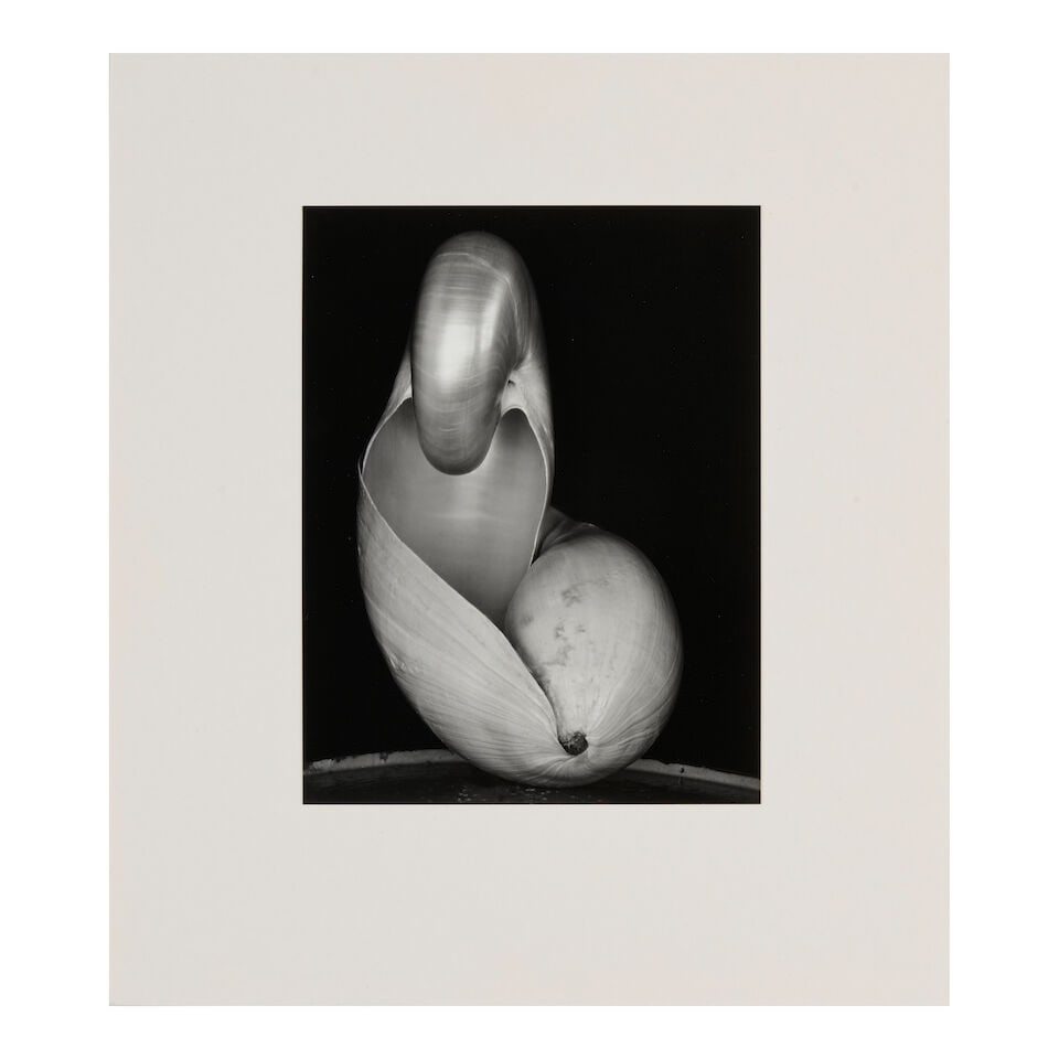 Edward Weston (1886-1958); Shells; - 2