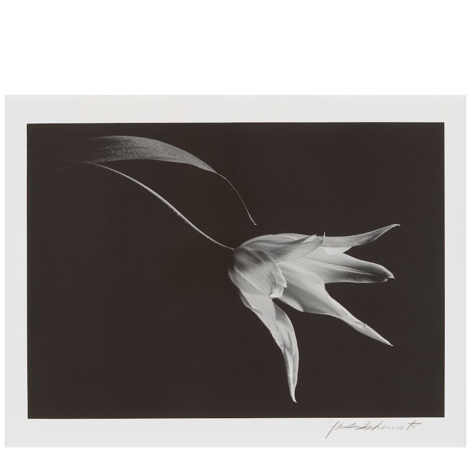 Yasuhiro Ishimoto (1921-2012); Tulip; - 2