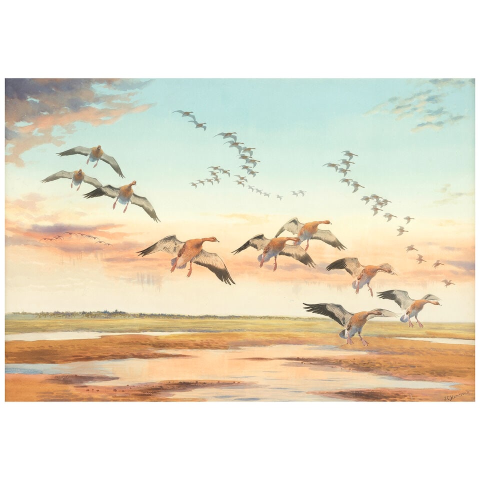 John Cyril Harrison (British, 1898-1985) Pink footed geese landing: John Cyril Harrison (British, 1898-1985) Pink footed geese landing signed 'J.C.Harrison' (lower right) watercolour and bodycolour over traces of pencil 70 x 101cm (27 9/16 x 39