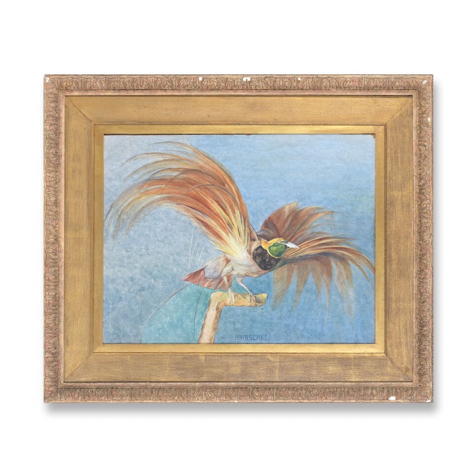 H. Haschke (20th Century) Bird of paradise - 2