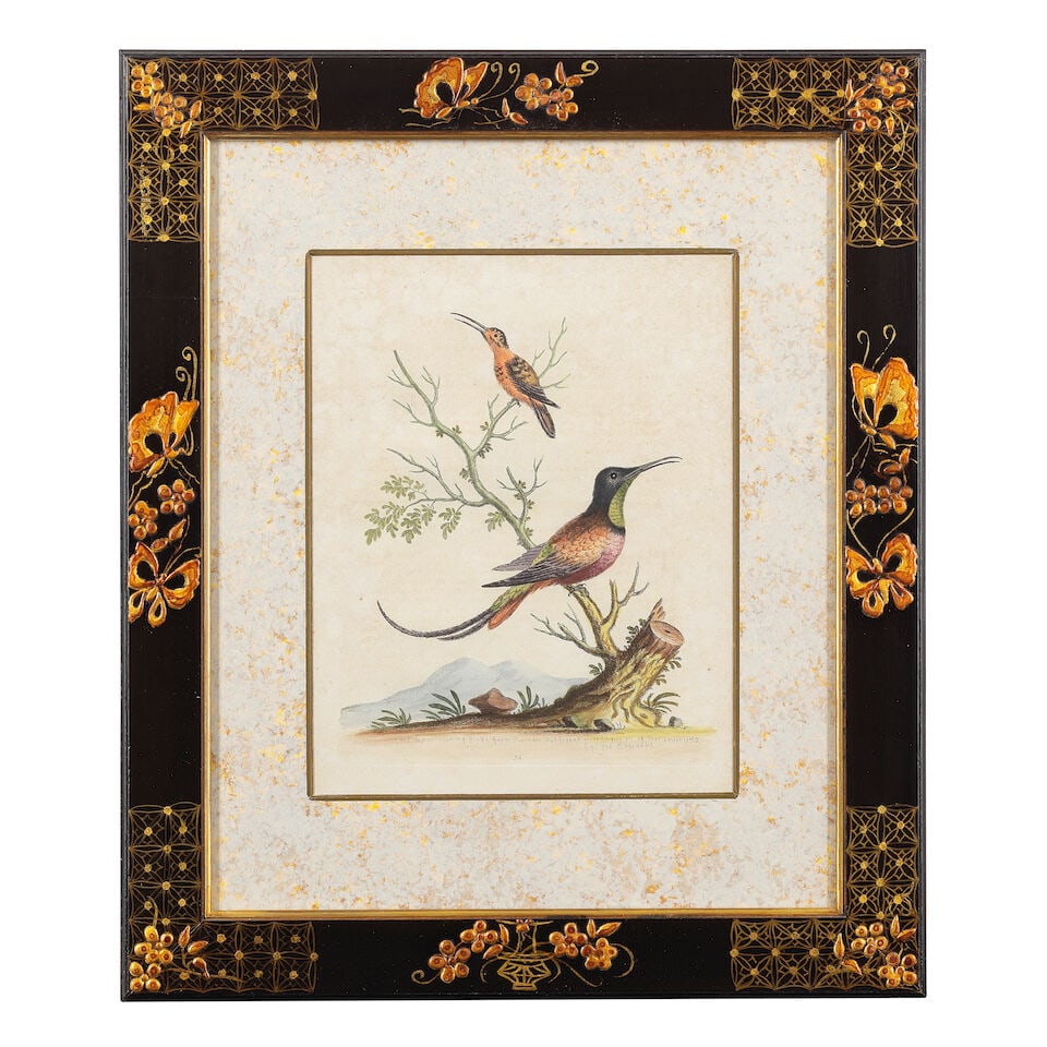 George Edwards (British, 1694-1773) A group of 12 ornithological studies (In decorative Japan fr... - 10