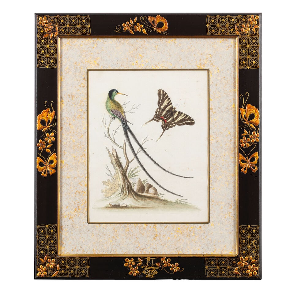 George Edwards (British, 1694-1773) A group of 12 ornithological studies (In decorative Japan fr... - 13