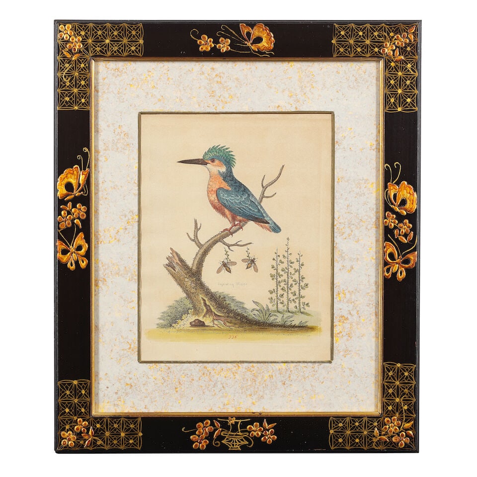 George Edwards (British, 1694-1773) A group of 12 ornithological studies (In decorative Japan fr... - 2