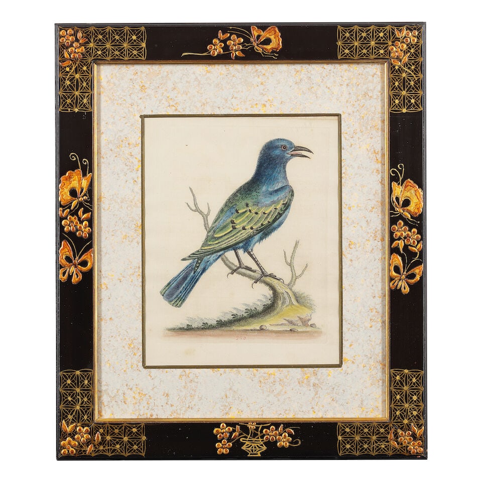 George Edwards (British, 1694-1773) A group of 12 ornithological studies (In decorative Japan fr... - 3