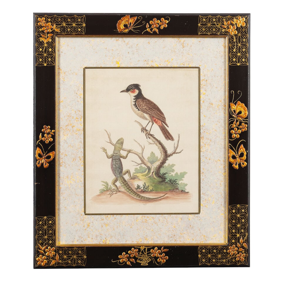 George Edwards (British, 1694-1773) A group of 12 ornithological studies (In decorative Japan fr... - 5