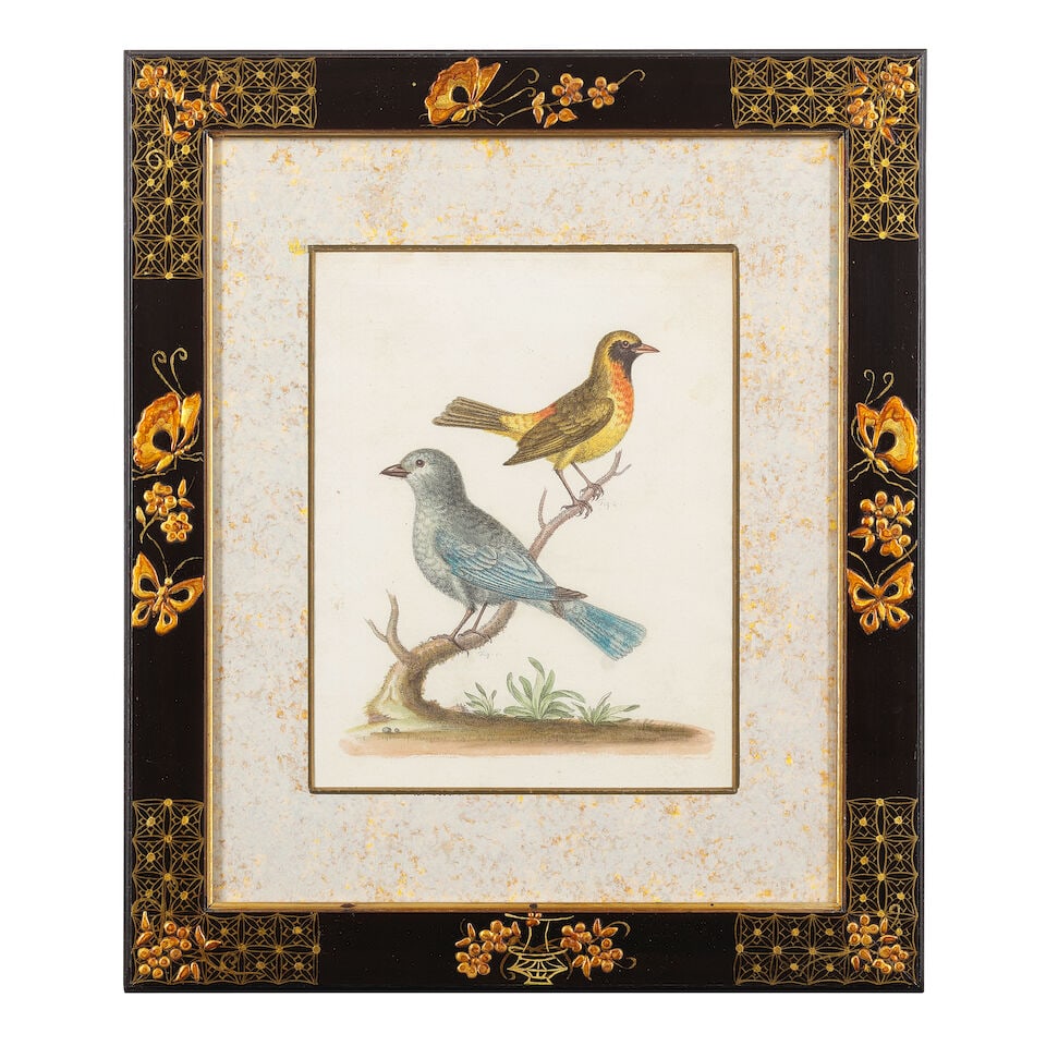 George Edwards (British, 1694-1773) A group of 12 ornithological studies (In decorative Japan fr... - 6