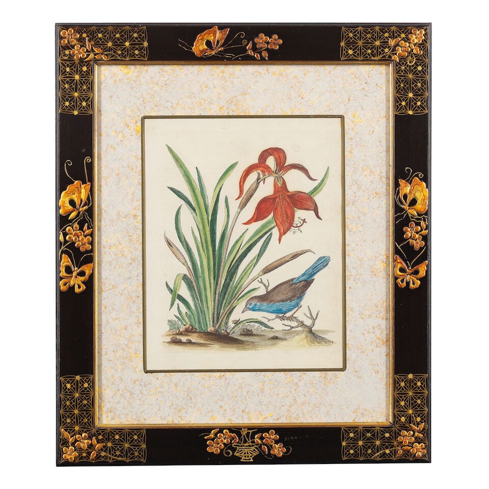 George Edwards (British, 1694-1773) A group of 12 ornithological studies (In decorative Japan fr... - 7