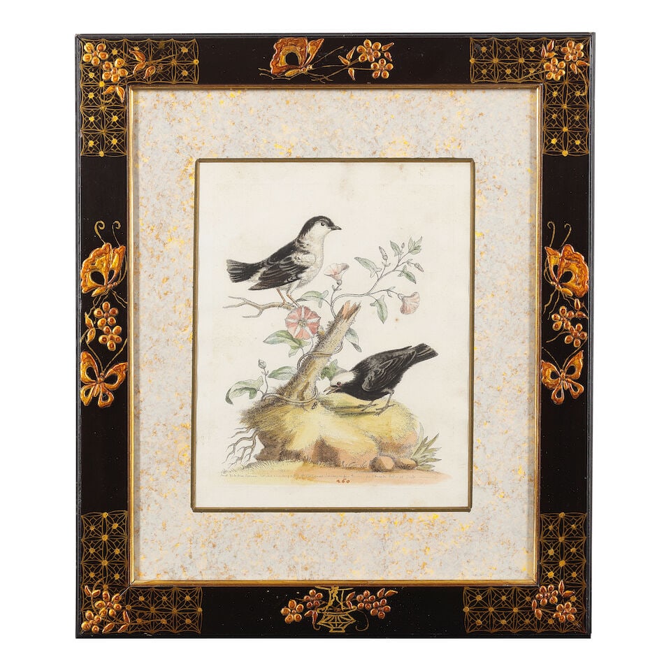 George Edwards (British, 1694-1773) A group of 12 ornithological studies (In decorative Japan fr... - 8