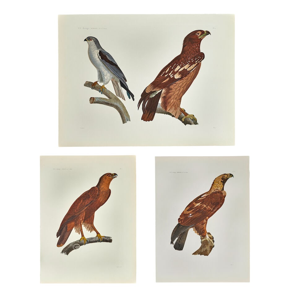 after SAVIGNY (JULES-CESAR) A group of 14 prints after the Description de l'Egypte. Histoire Nat...: after SAVIGNY (JULES-CESAR) A group of 14 prints after the Description de l'Egypte. Histoire Naturelle Zoologie, Oiseaux, coloured engravings, in blue cloth portfolio case, folio (sheets 760 x