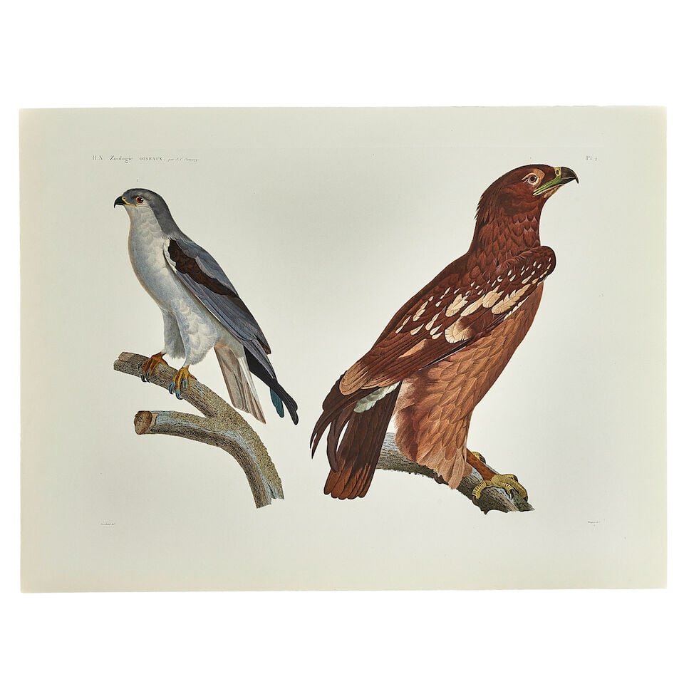 after SAVIGNY (JULES-CESAR) A group of 14 prints after the Description de l'Egypte. Histoire Nat... - 2