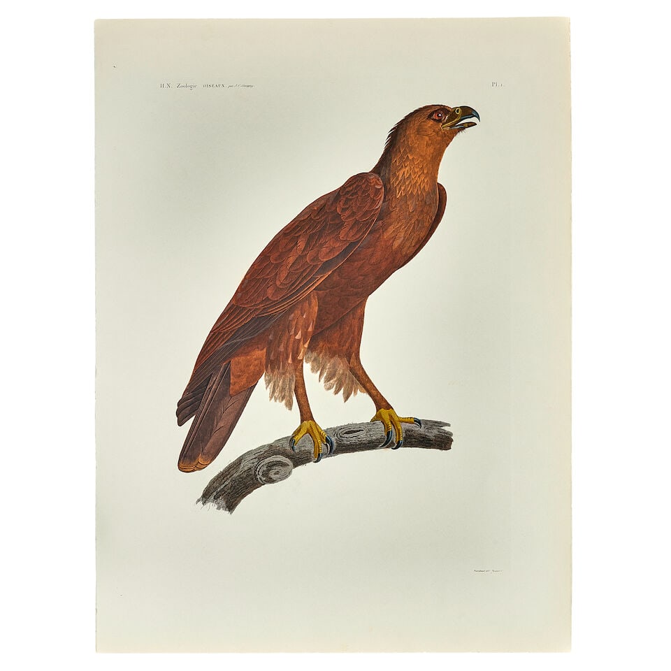 after SAVIGNY (JULES-CESAR) A group of 14 prints after the Description de l'Egypte. Histoire Nat... - 3