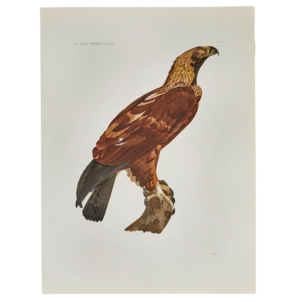 after SAVIGNY (JULES-CESAR) A group of 14 prints after the Description de l'Egypte. Histoire Nat... - 4