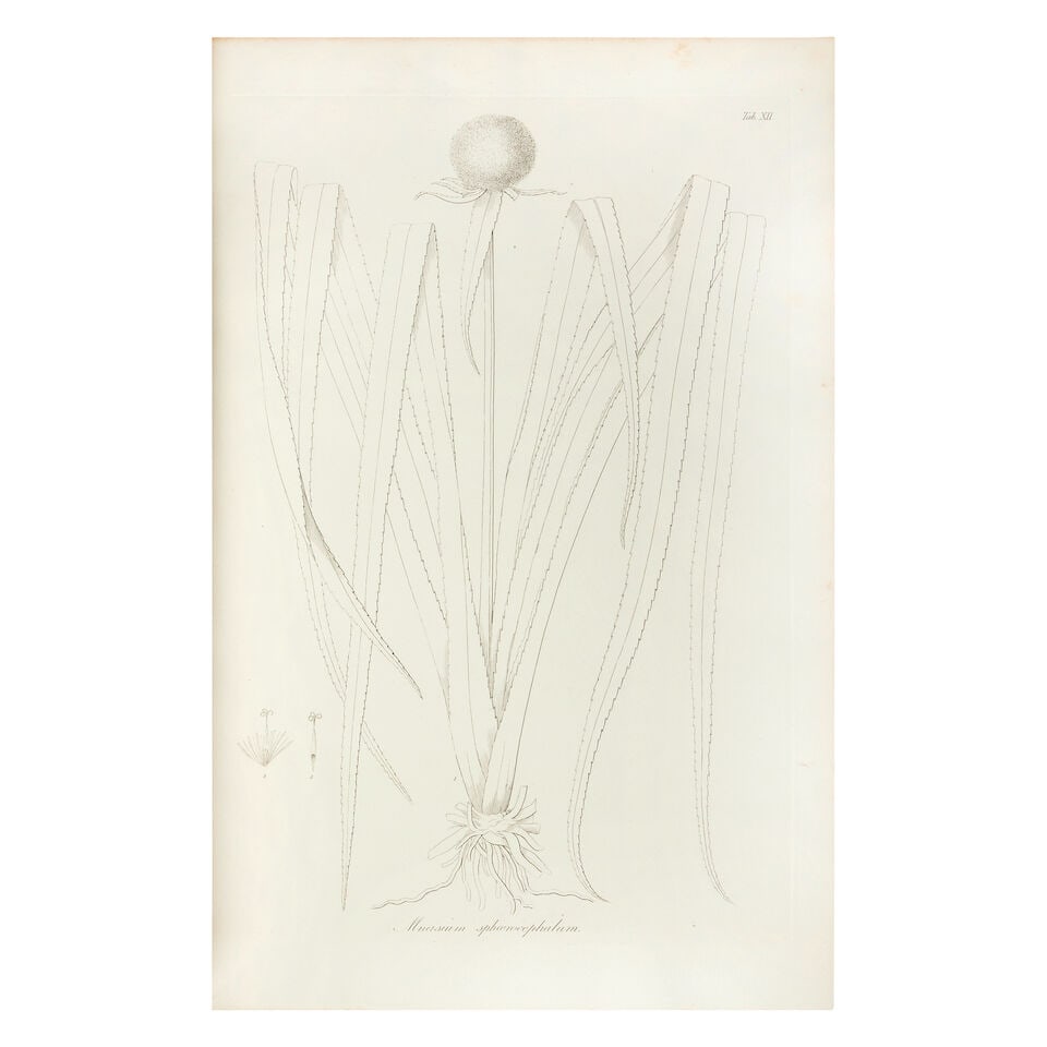 RUDGE (EDWARD) Plantarum Guianae rariorum icones et descriptiones hactenus ineditae, vol. 1 [all... - 2