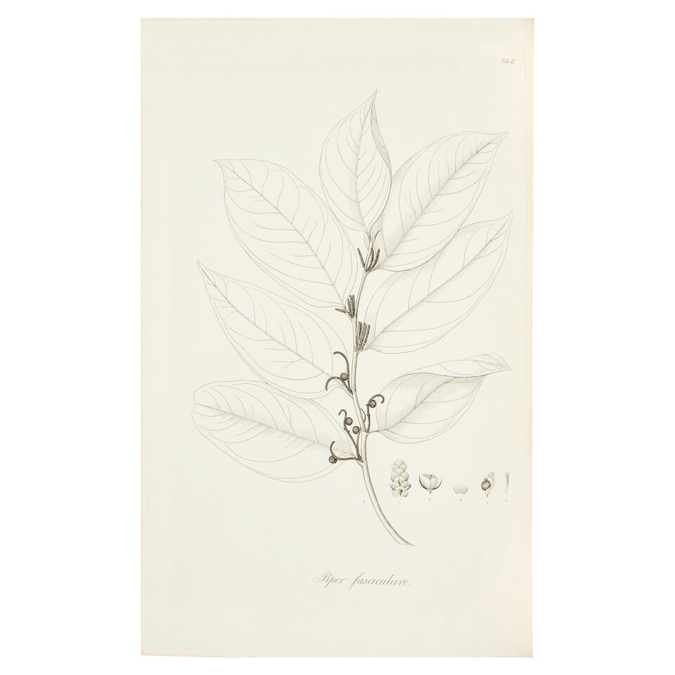 RUDGE (EDWARD) Plantarum Guianae rariorum icones et descriptiones hactenus ineditae, vol. 1 [all... - 3