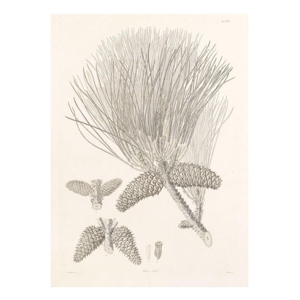 LAMBERT (AYLMER BOURKE) A Description of the Genus Pinus, with Directions Relative to the Cultiv...: LAMBERT (AYLMER BOURKE) A Description of the Genus Pinus, with Directions Relative to the Cultivation, and Remarks on the Uses of the Several Species, FIRST EDITION, 40 uncoloured engraved plates