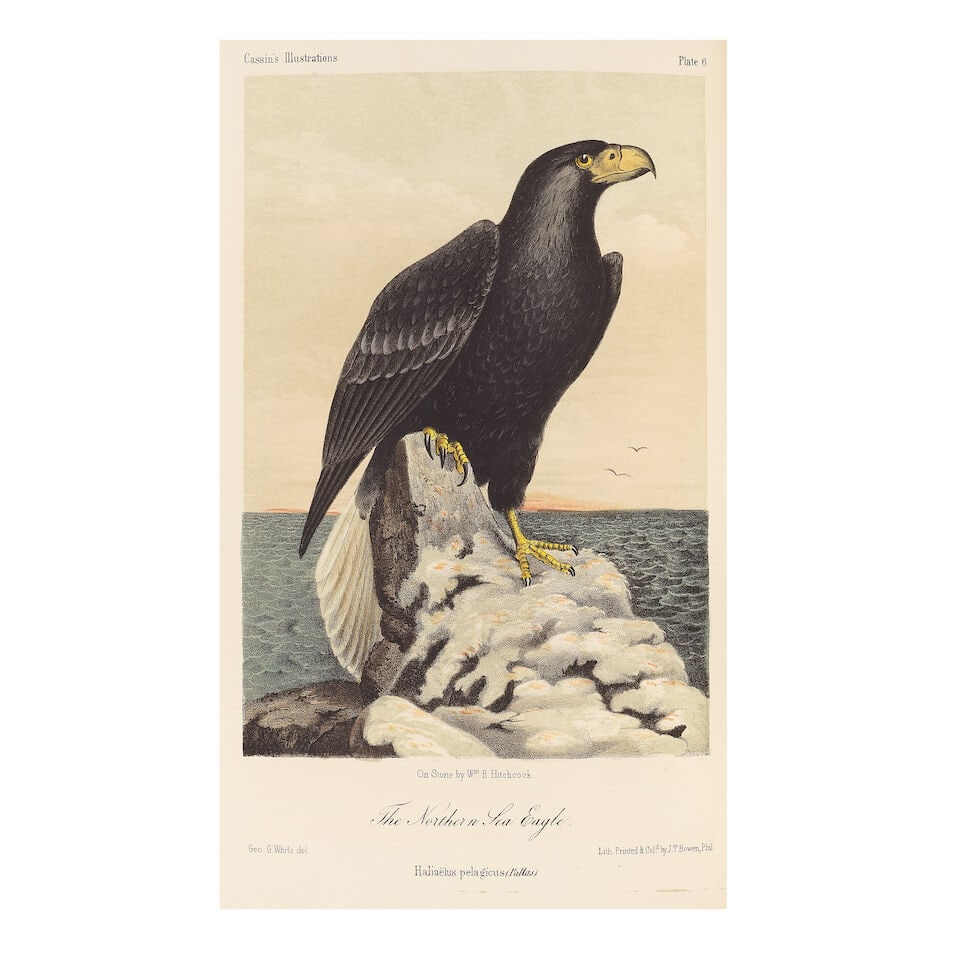CASSIN (JOHN) Illustrations of the Birds of California, Texas, Oregon, British and Russian Ameri... (1 of 3)